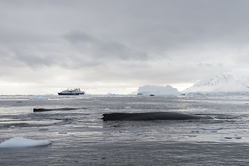 Image showing Humpback Whale logging