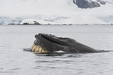 Image showing Humpback Whale feeding krill