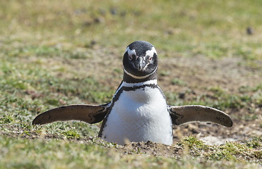 Image showing Magellanic Penguin at the nest