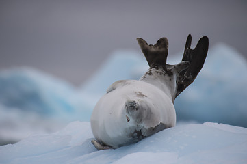 Image showing Crabeater seal on ice flow, Antarctica