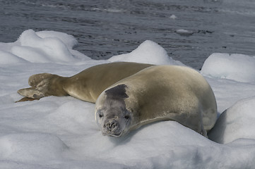 Image showing Crabeater seal on ice flow, Antarctica