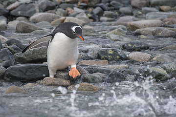 Image showing Gentoo Penguin on the beach