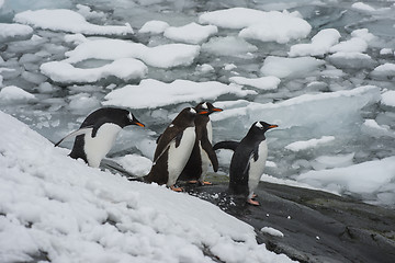 Image showing Gentoo Penguin on the beach