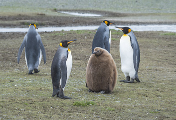 Image showing King Penguins with chick