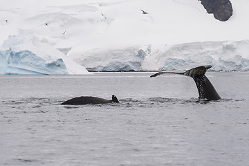 Image showing Humpback Whale feeding krill