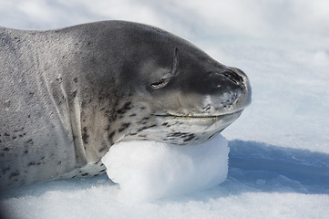 Image showing Head shot of a Leopard seal on an ice