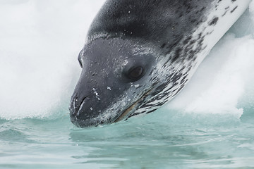 Image showing Head shot of a Leopard seal on an ice