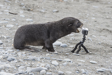 Image showing Antarctic fur seal pup close up with camera