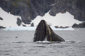 Image showing Humpback Whale feeding krill