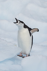 Image showing Chinstrap Penguin on the ice