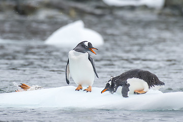 Image showing Gentoo Penguins on the ice