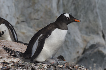 Image showing Gentoo Penguin with chick