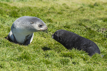 Image showing Antarctic fur seals pup close up in grass