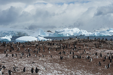 Image showing Gentoo Penguin on the nest