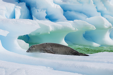 Image showing Crabeater seal on ice flow, Antarctica