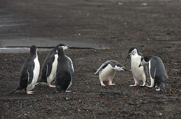 Image showing Chinstrap Penguins on the beach