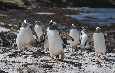 Image showing Gentoo Penguin on the beach