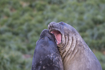 Image showing Elephant Seals Play Wrestling Biting