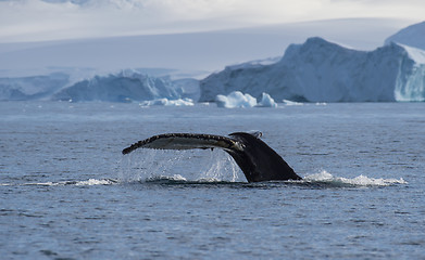 Image showing Humpback Whale tail