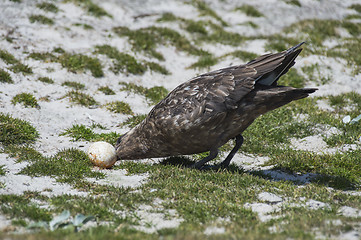 Image showing Brown Skua with egg