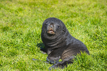 Image showing Antarctic fur seal pup close up in grass