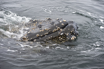 Image showing Humpback Whale close up