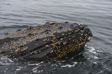 Image showing Humpback Whale close up