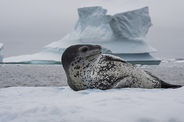 Image showing Leopard seal on an ice flow