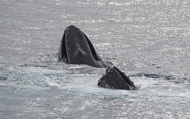 Image showing Humpback Whale feeding krill