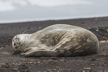 Image showing Weddell Seal laying on the beach