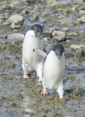 Image showing Adelie Penguins walk along beach