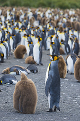 Image showing King Penguins colony Gold Harbour