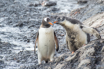 Image showing Gentoo Penguin with chick