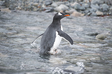 Image showing Gentoo Penguin on the beach