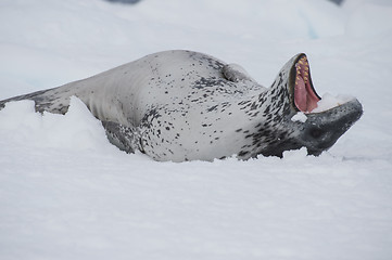 Image showing Leopard seal resting on an ice
