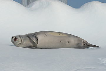 Image showing Crabeater seal on ice flow, Antarctica