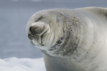 Image showing Crabeater seal on ice flow, Antarctica