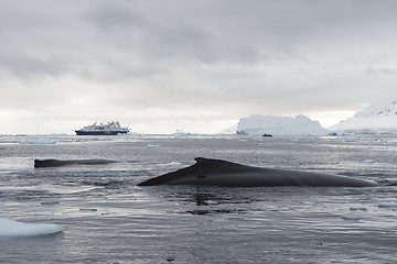 Image showing Humpback Whale logging