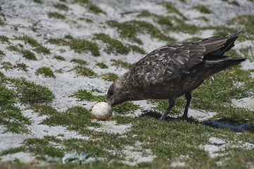 Image showing Brown Skua with egg