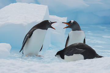 Image showing Gentoo Penguins on the ice