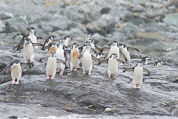 Image showing Chinstrap Penguins on the beach