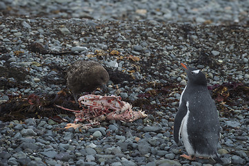 Image showing Gentoo Penguin with Brown Skua