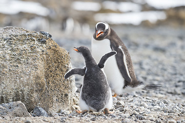 Image showing Gentoo Penguin with chick