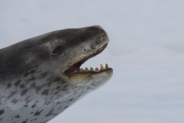 Image showing Head shot of a Leopard seal on an ice