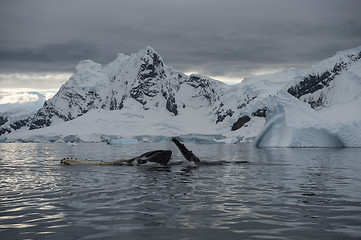 Image showing Humpback Whale feeding krill