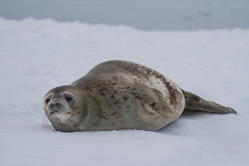 Image showing Weddell Seal laying on the ice