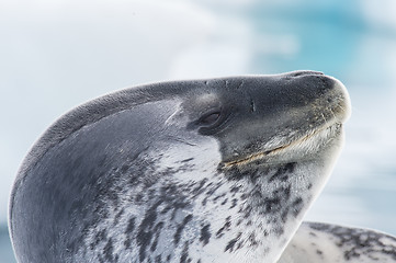 Image showing Head shot of a Leopard seal on an ice