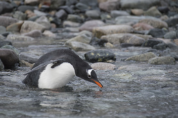 Image showing Gentoo Penguin on the beach