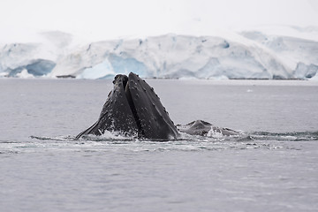 Image showing Humpback Whale feeding krill