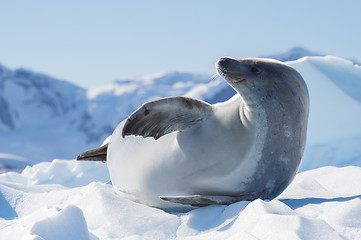 Image showing Crabeater seal on ice flow, Antarctica